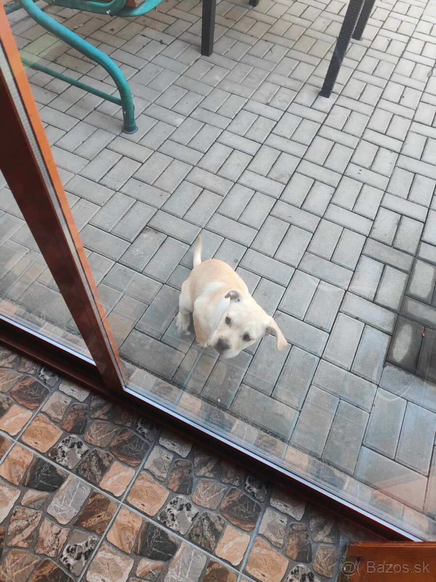 Darujem steniatko - 3