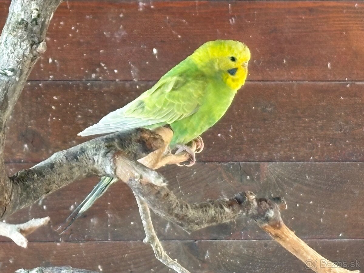 Andulky a korely predaj - 3