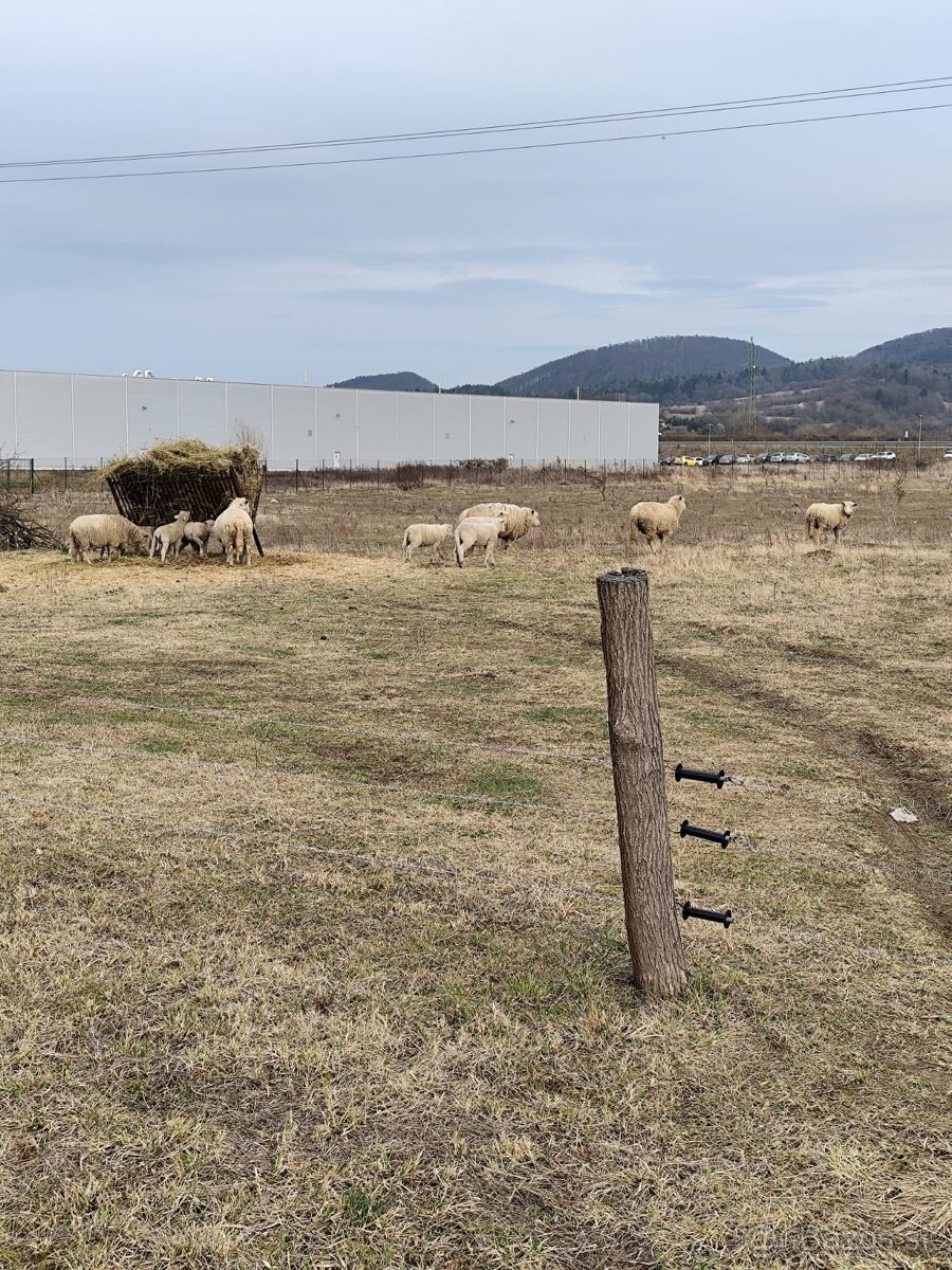 Ovce ile de France - 3