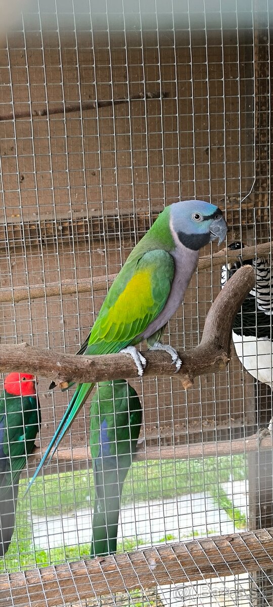 Alexander čínsky - 3