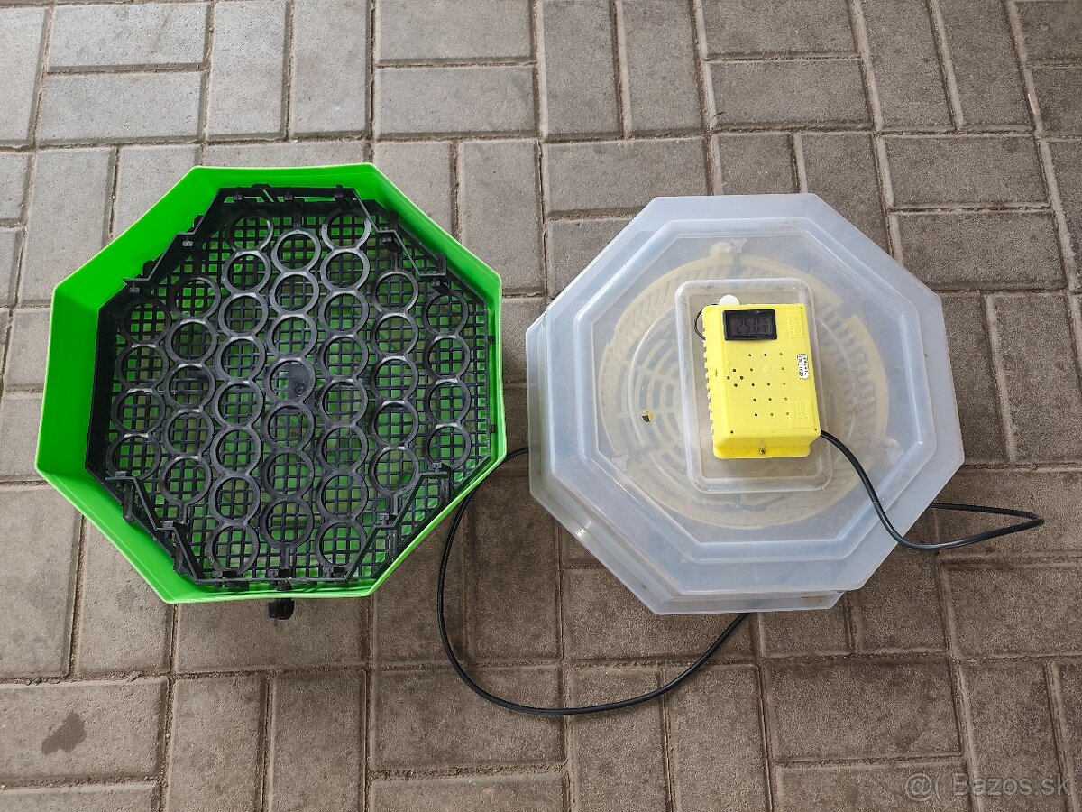 Predám liaheň Cleo5 - 3