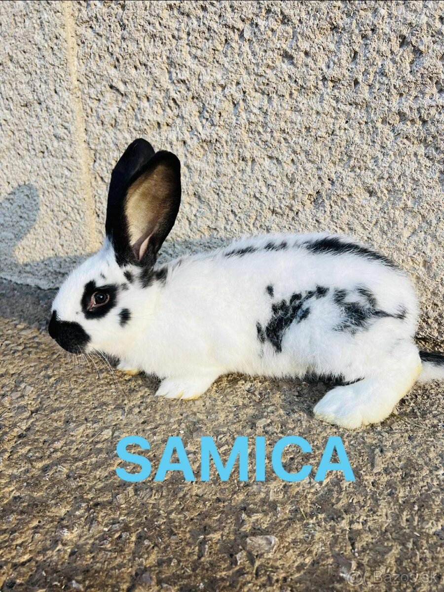 PREDÁM 3,5 mesačne kraliky - 3