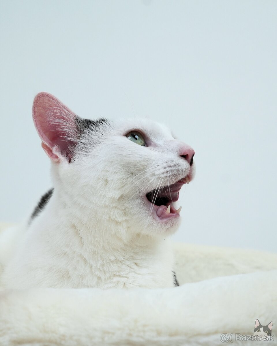 Kocúrik NEMO hľadá domov - 3