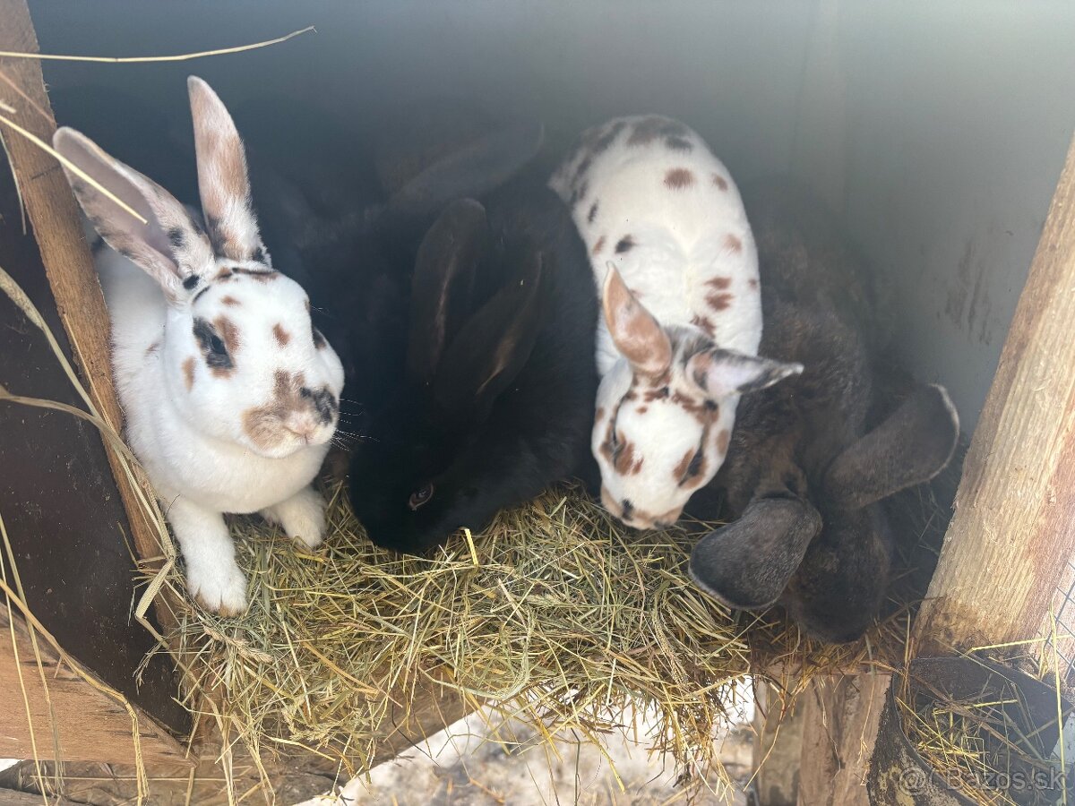 Predám mladé samice a samce - 3