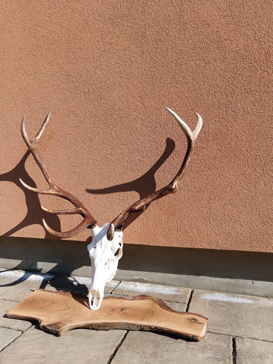 Jelenia trofej - 3