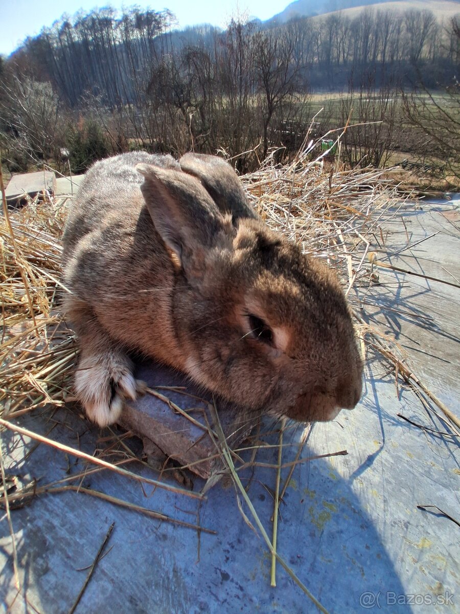 Králiky - 3