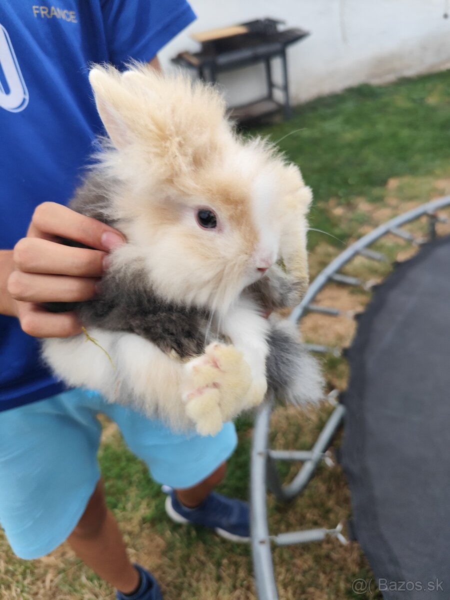 🐰 Predám zakrslé zajačiky - 3