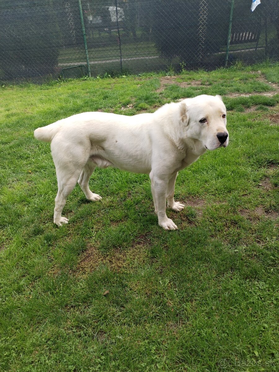 Stredoazijský ovčiak SAO - 3