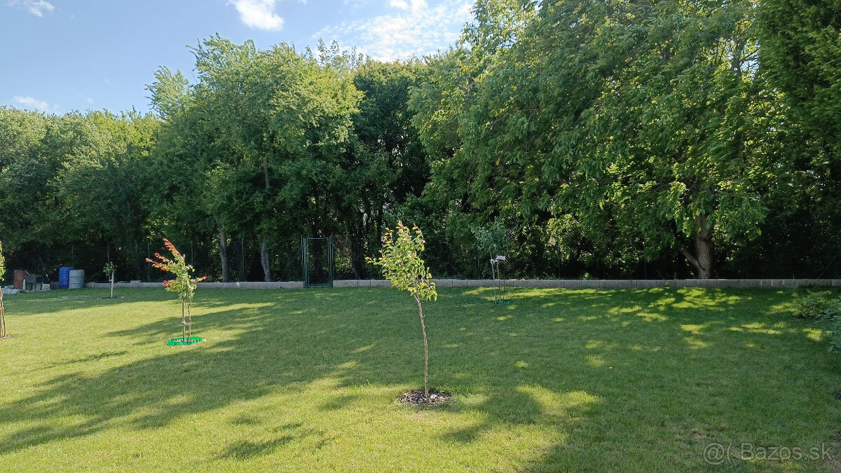 RD v Galante-rod.dôvody. - 3