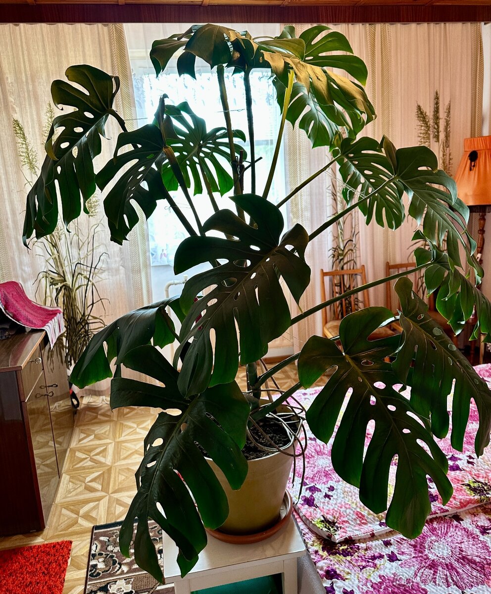 Monstera delicosa XXL - 3