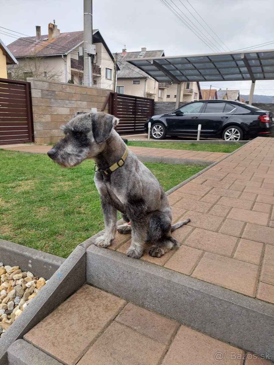 Bradac maly/farba korenie soľ - 3