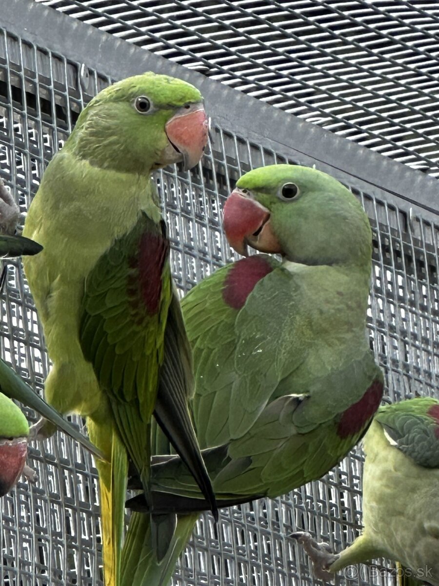 Alexandr velký - BRONZE, ŠEDOZELENÝ - 3