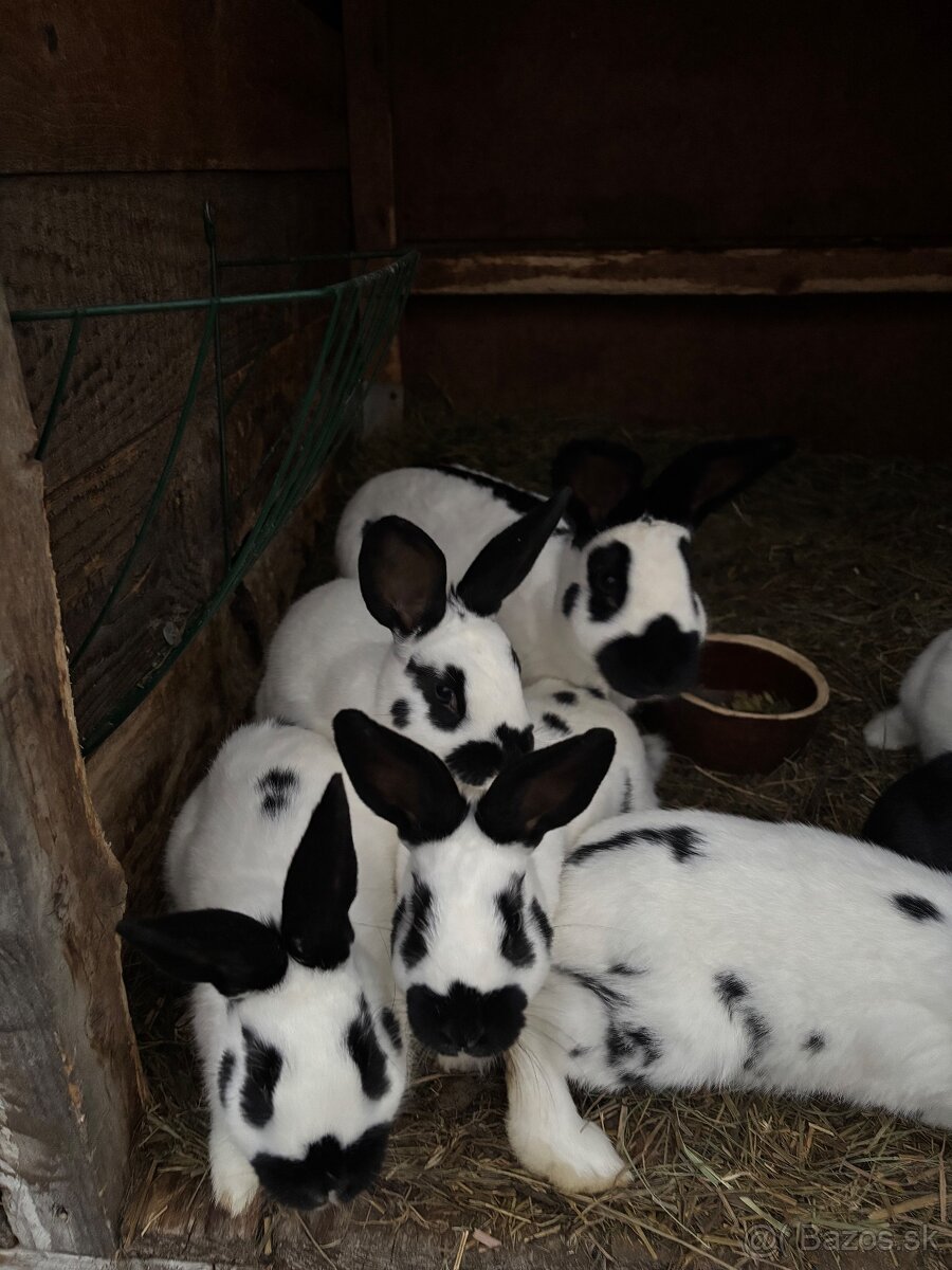 Predam česky strakac - 3