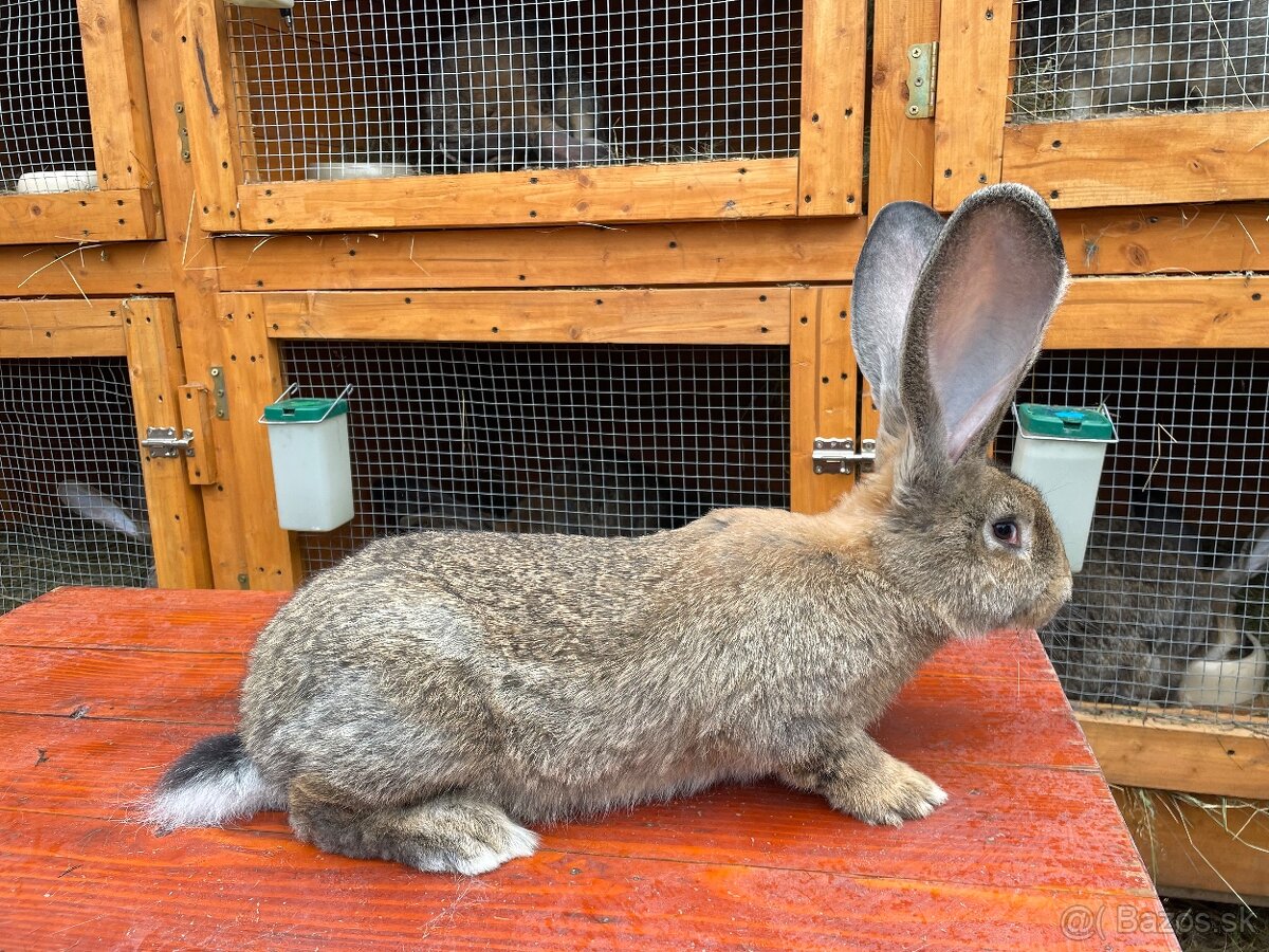 Predám králiky BO - 3