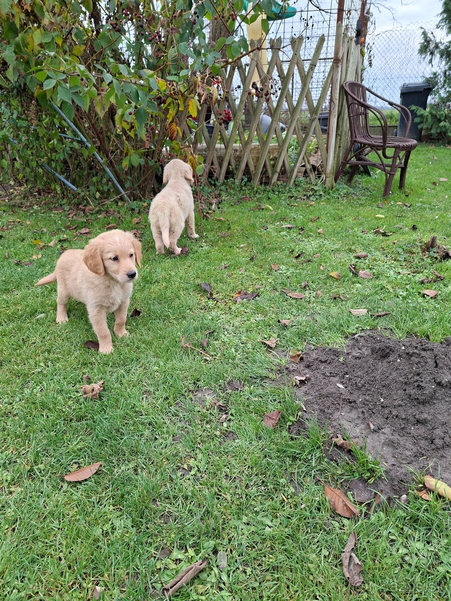 Zlaty retriever - 3