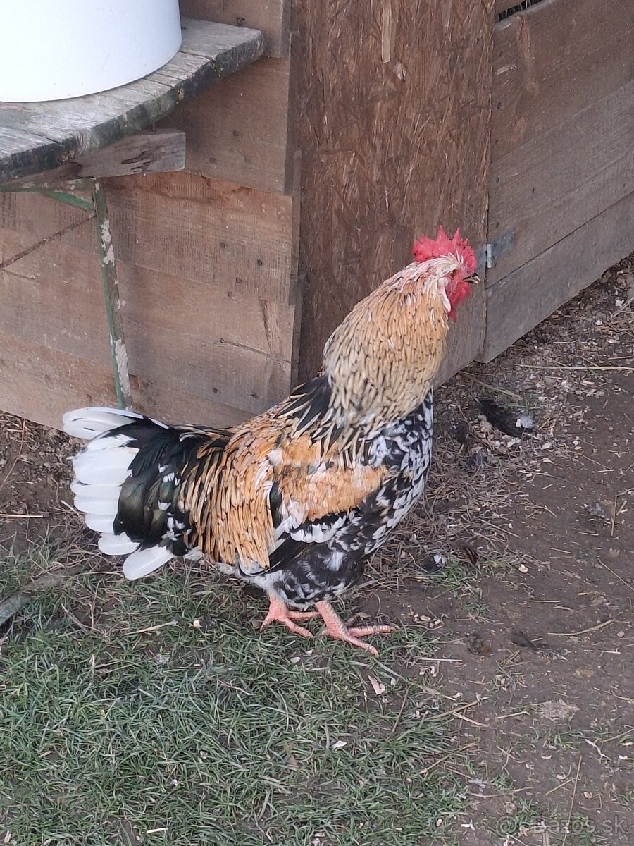 Predám kohutou - 3