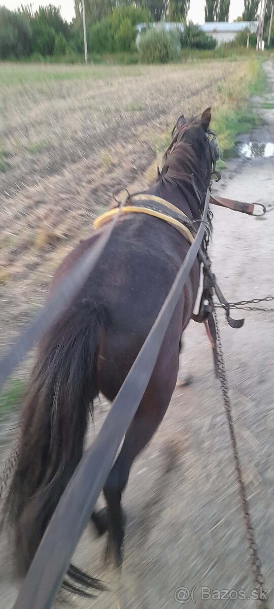 Ponik kobyla - 3