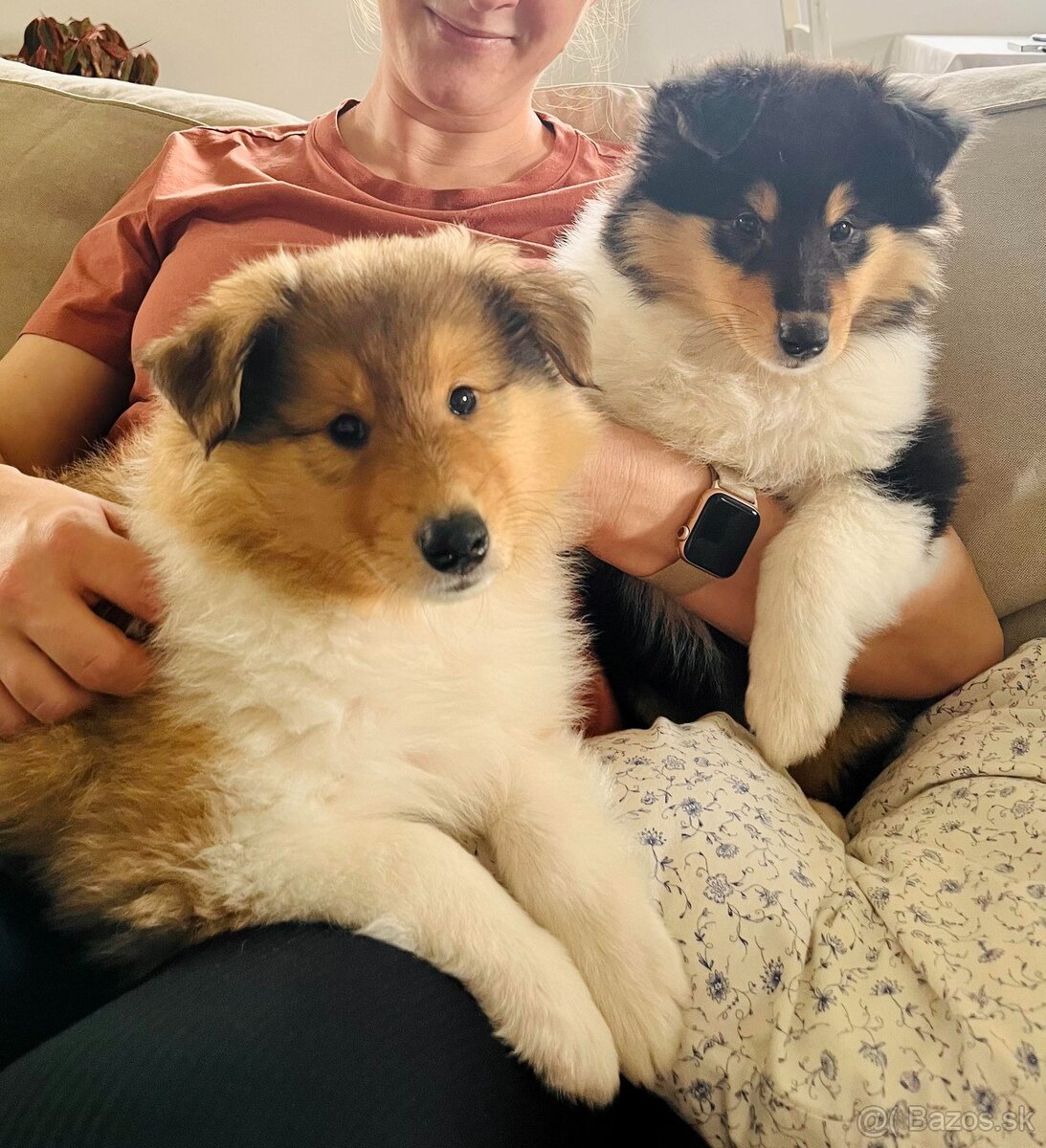 Dlhosrstá kólia šteniatka - 3