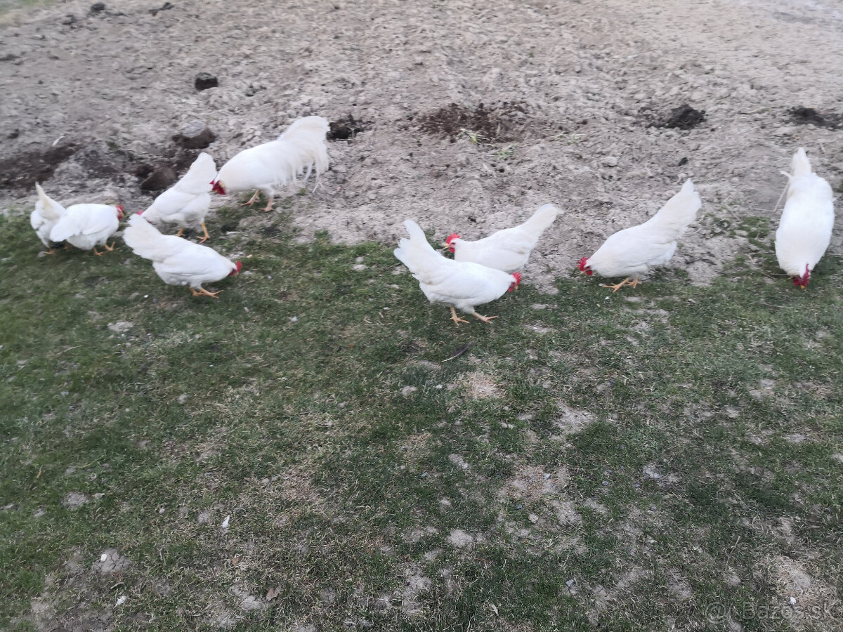 Nasadove vajička - 3