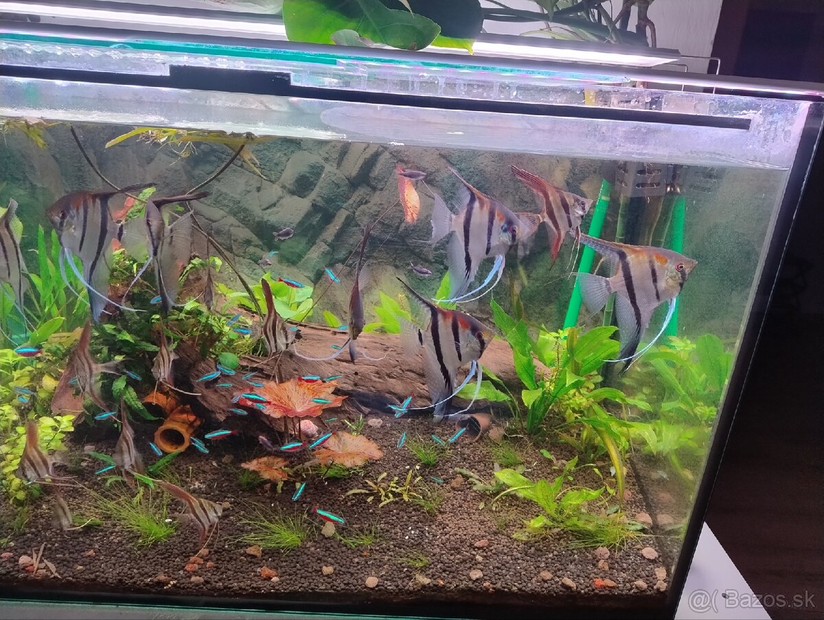 Skalare manacapuru red back 7ks - 3