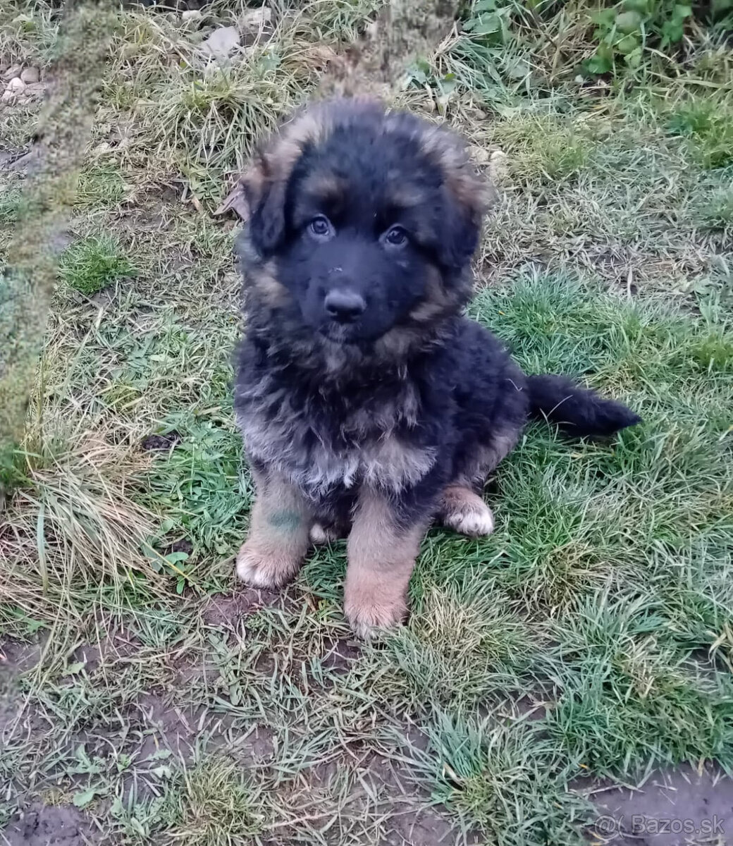 Nemecký ovčiak - 3