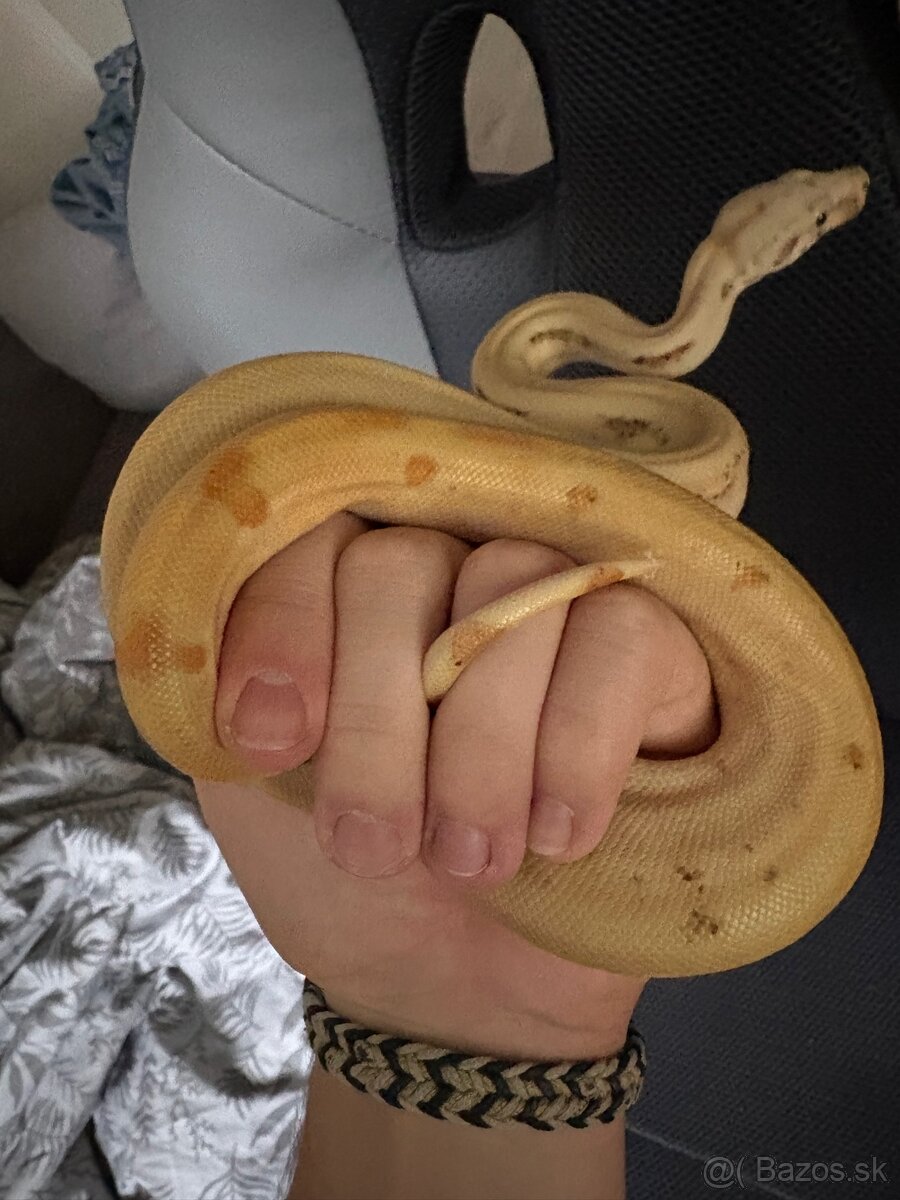 Velhad Královský - 3