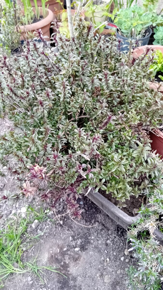 Predam zakorenene kriky - 3