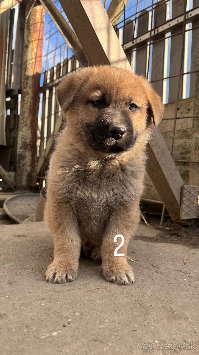 predám 7-týždňové šteniatka - 3