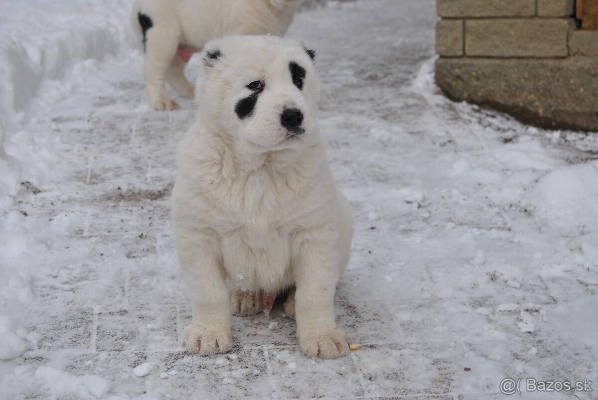 Stredoázijský ovčiak - 3