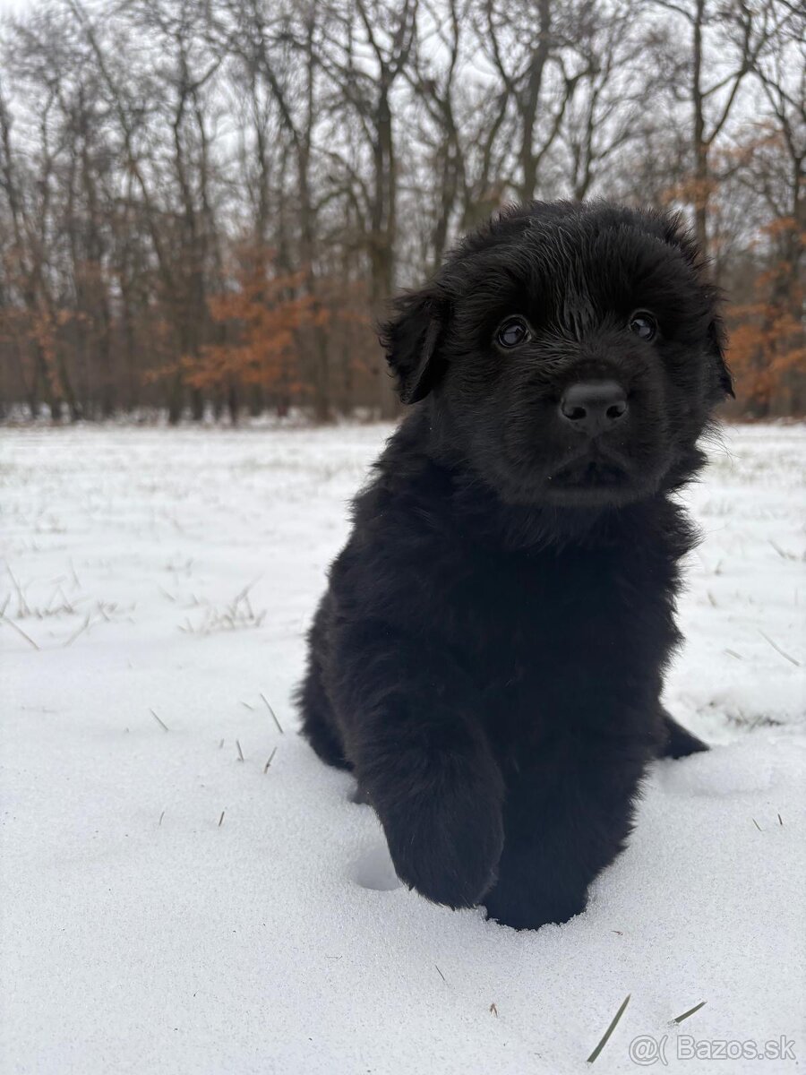 Nemecký ovčiak s PP - 3