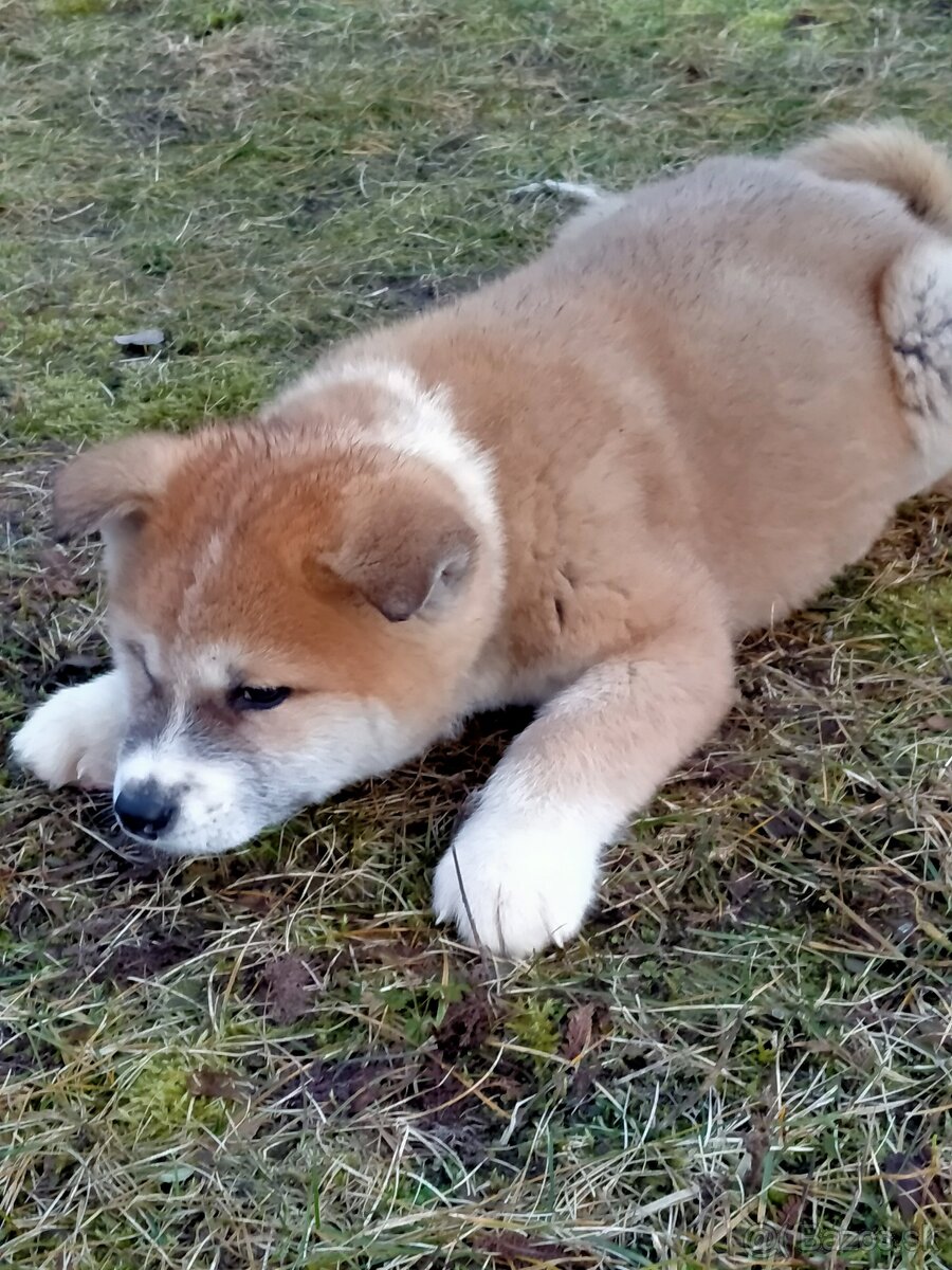 Akita inu - 3