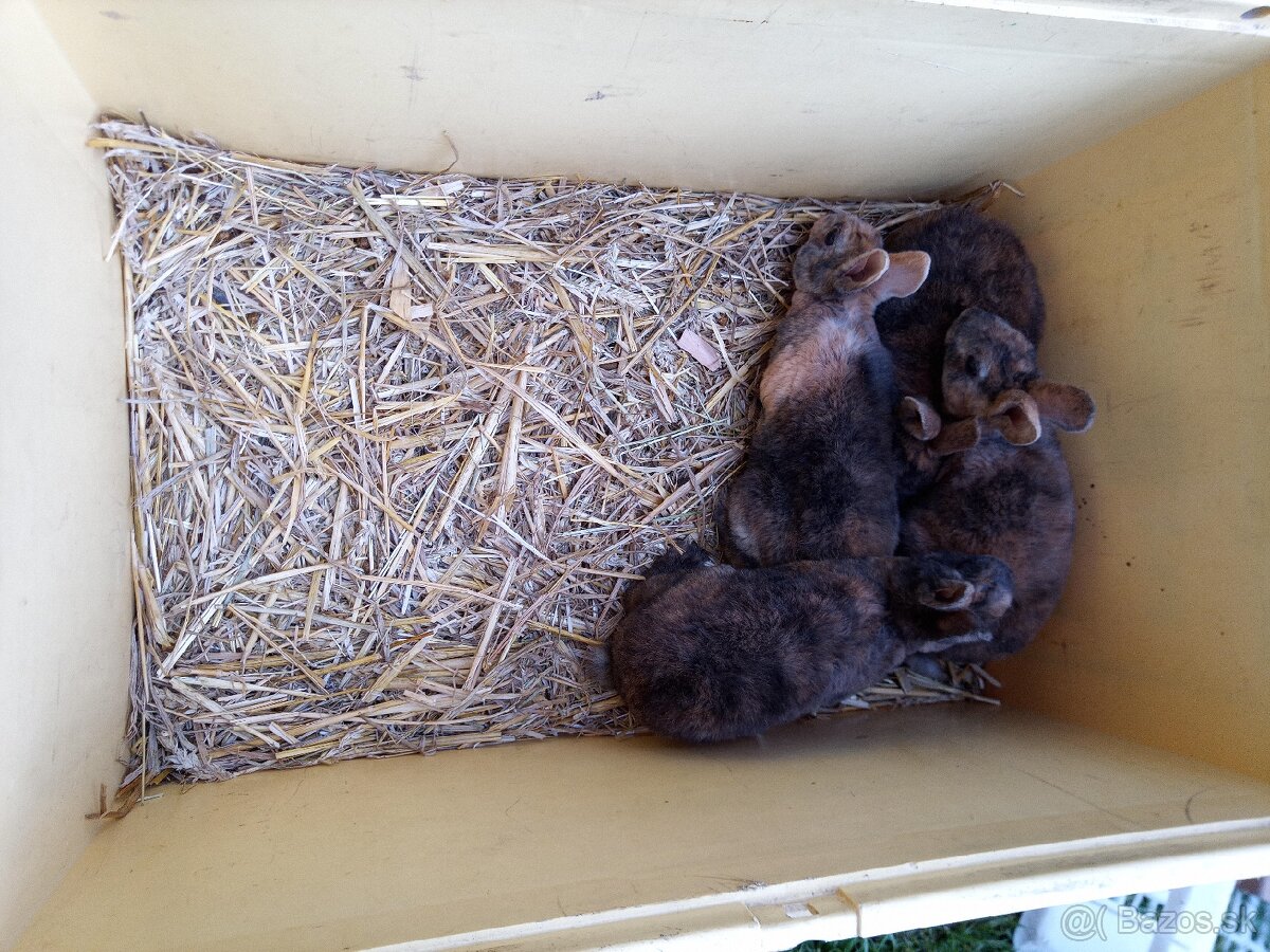 Zakrslé králiky - 3