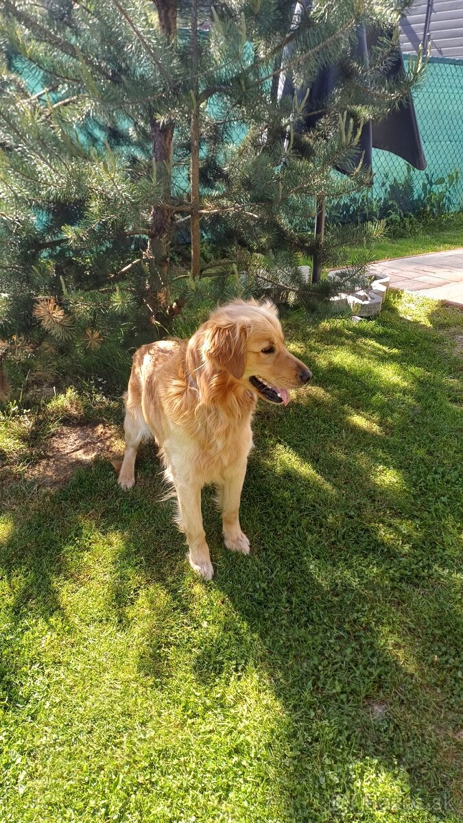 Zlaty retriever - 3