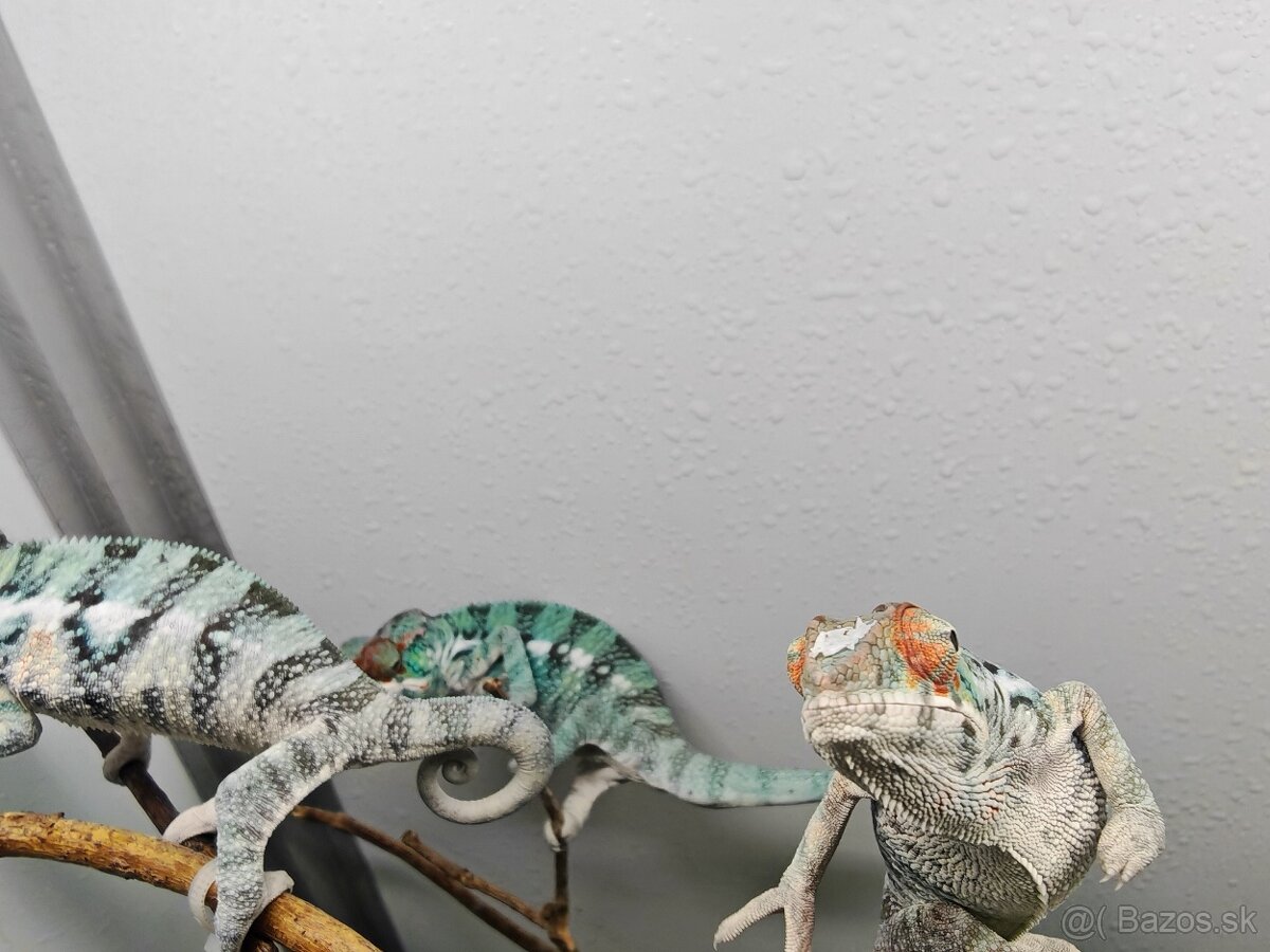 Predám chameleóna pardali nose be - 3