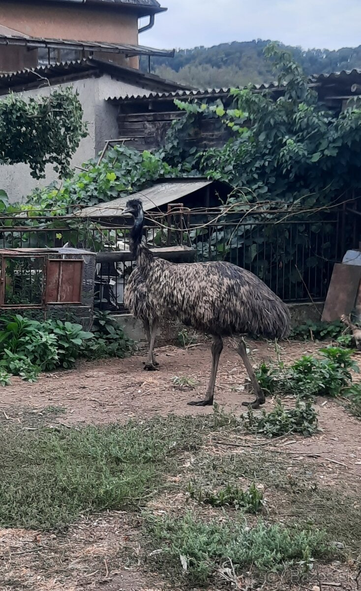 Emu - 3