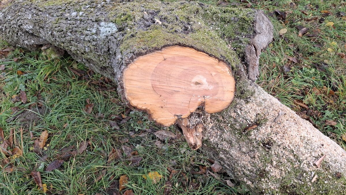 Kmeň hrušky - predám lacno - 3