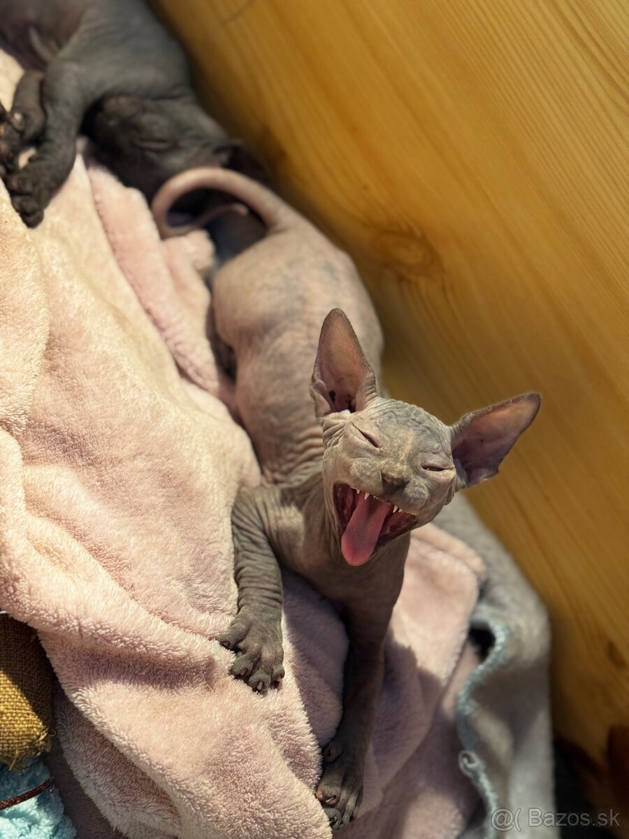 Sphynx mačička bez PP - 3