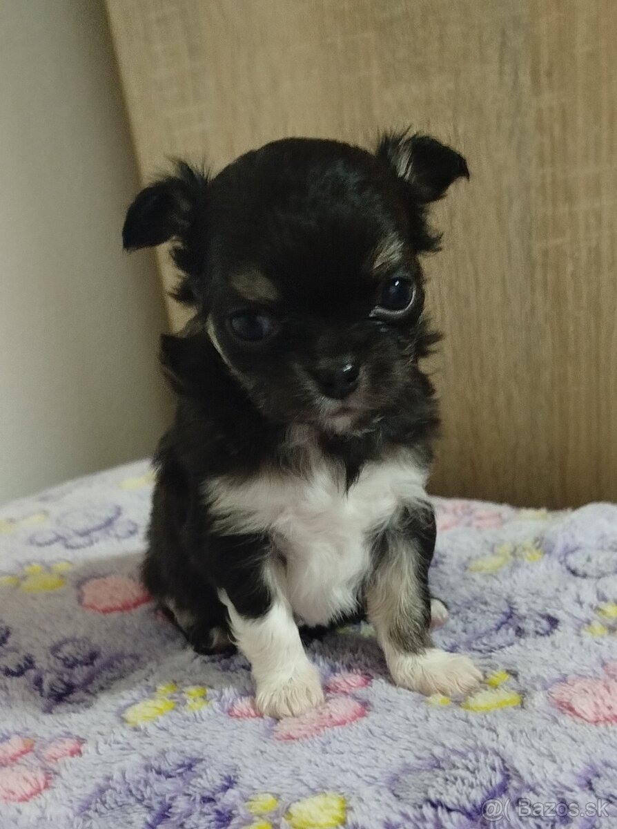 Čivava mini sučka dlhosrsta - 3