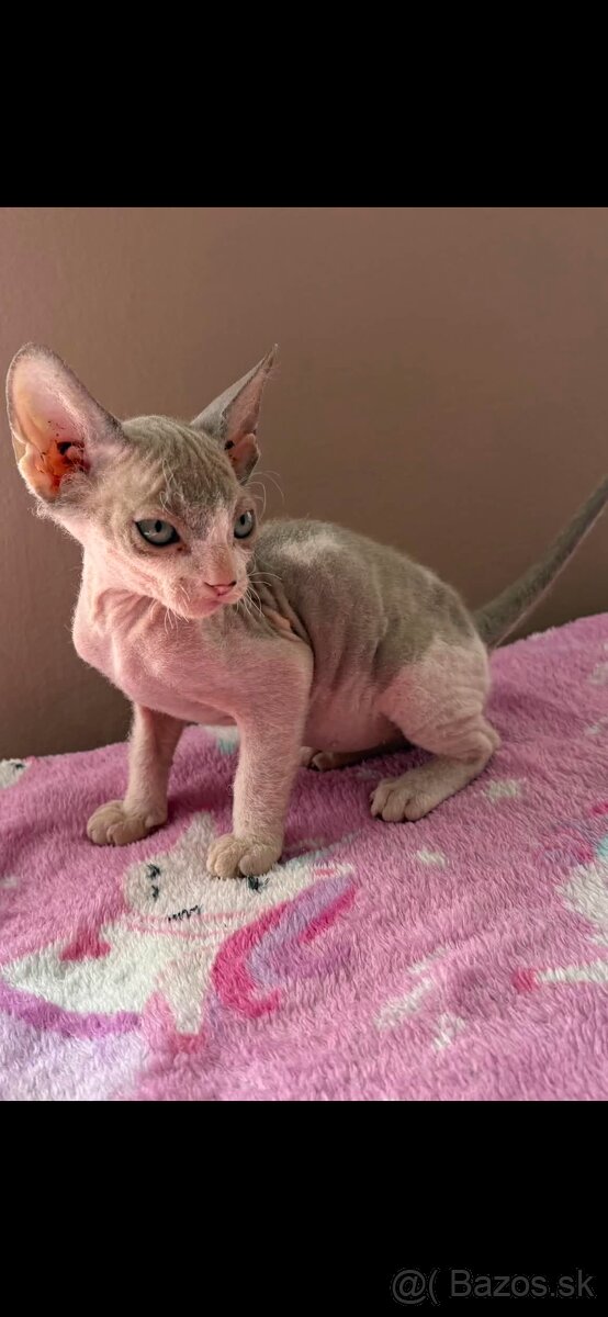 Don sphynx - 3