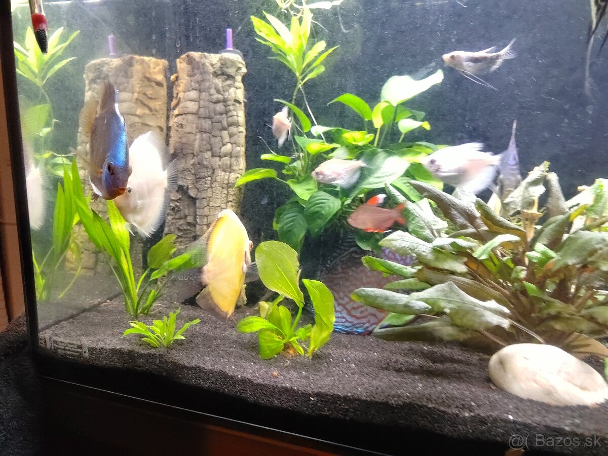 Predám súrne diskusi plus. Iné spoločenské ryby. - 3