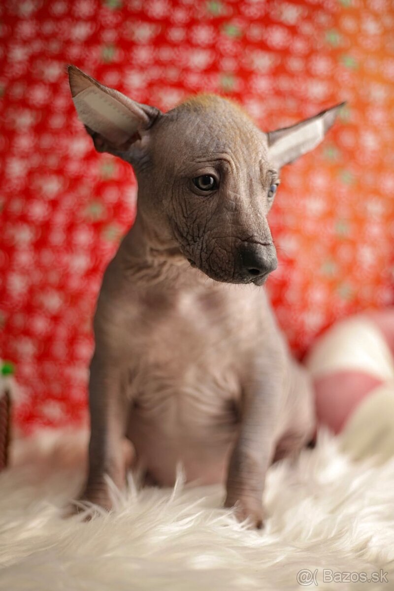 Peruánsky naháč veľký s PP (FCI) - 3