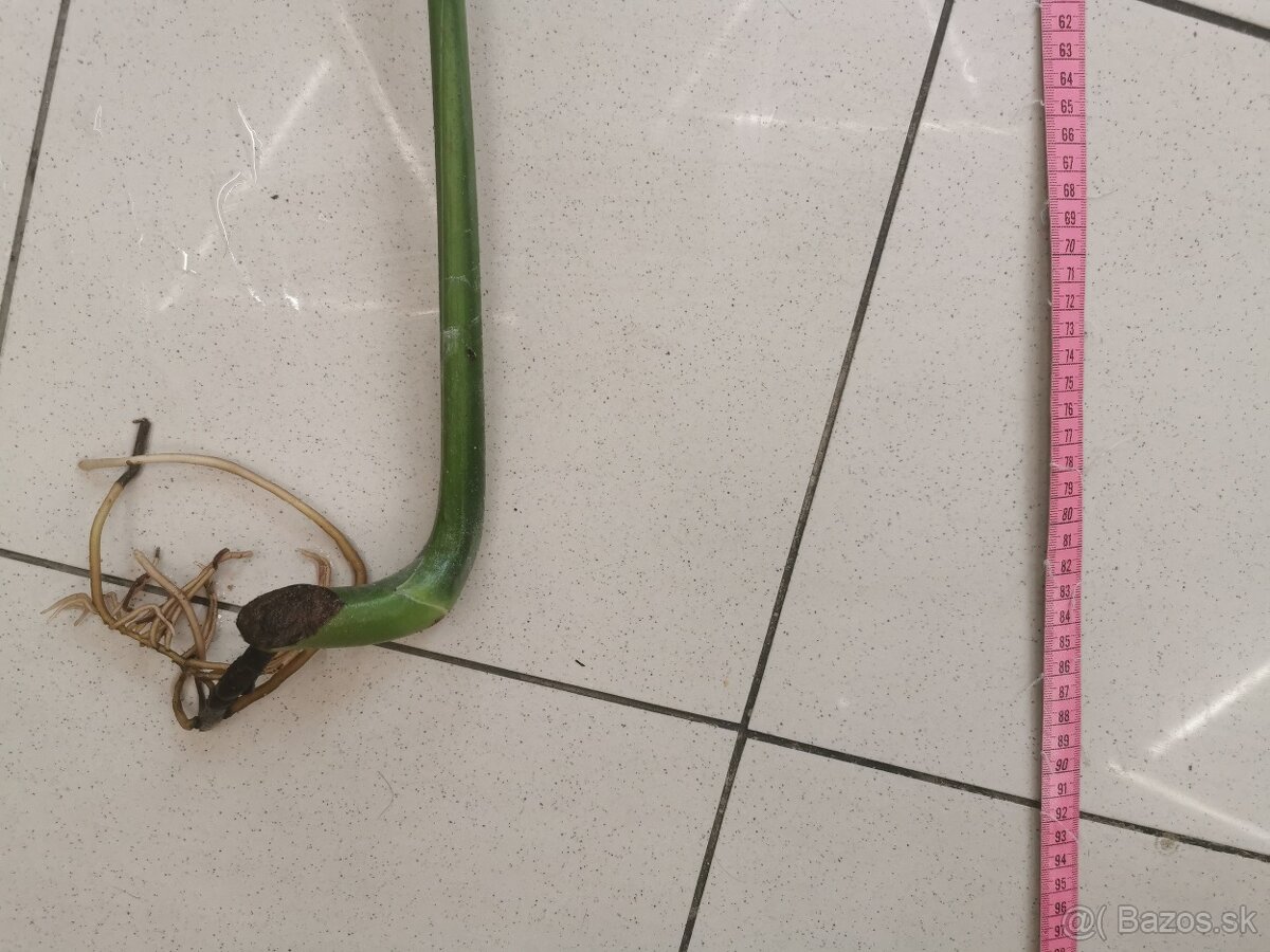 Monstera deliciosa - zakorenená - 3