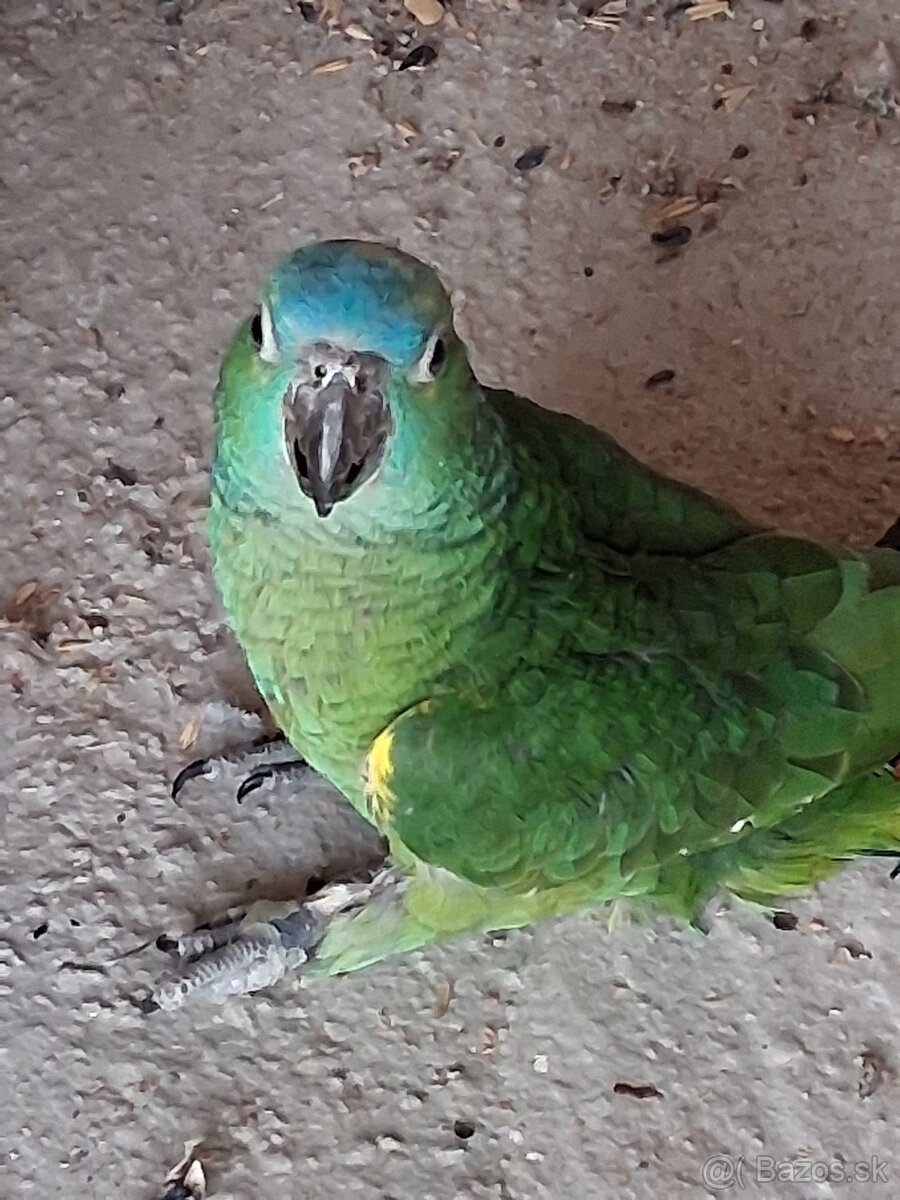 Amazoňan modročelý - 3