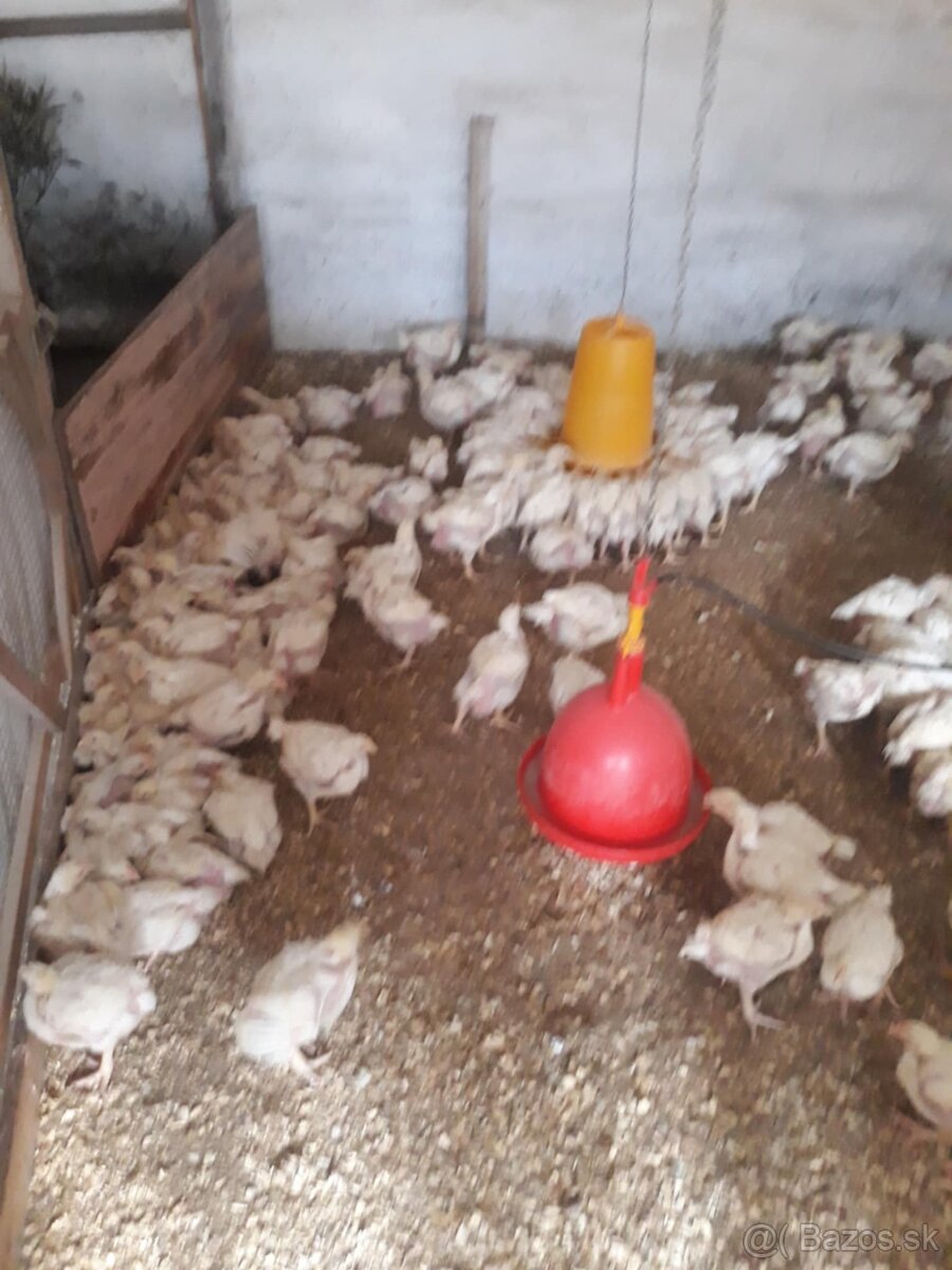 Predám kurčatá - 3