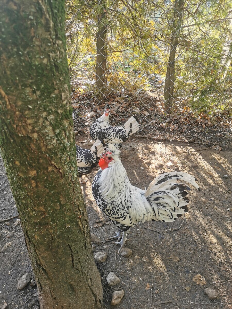 Predám násadové vajíčka - 3