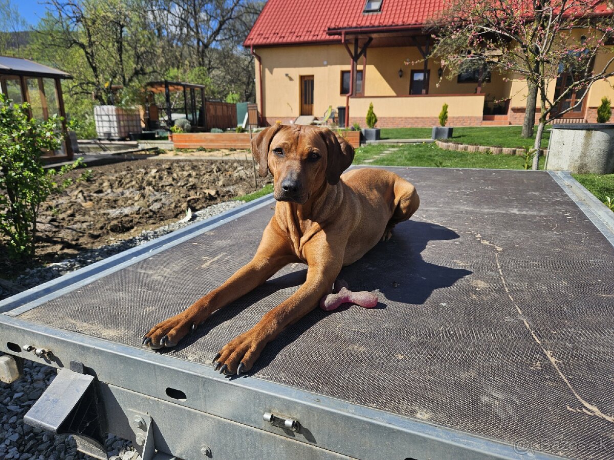 Zháňam psa na krytie - 3