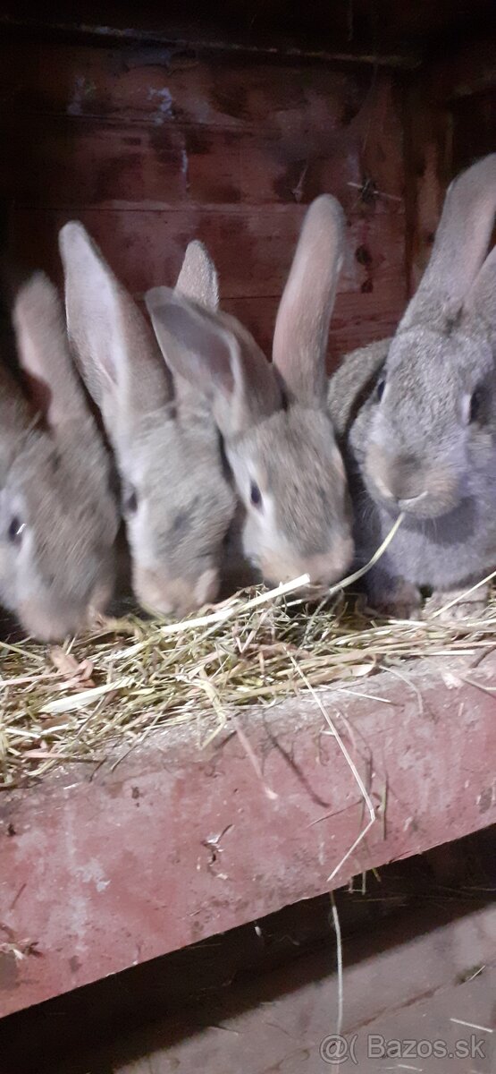 Predam mlade kraliky Hila - 3