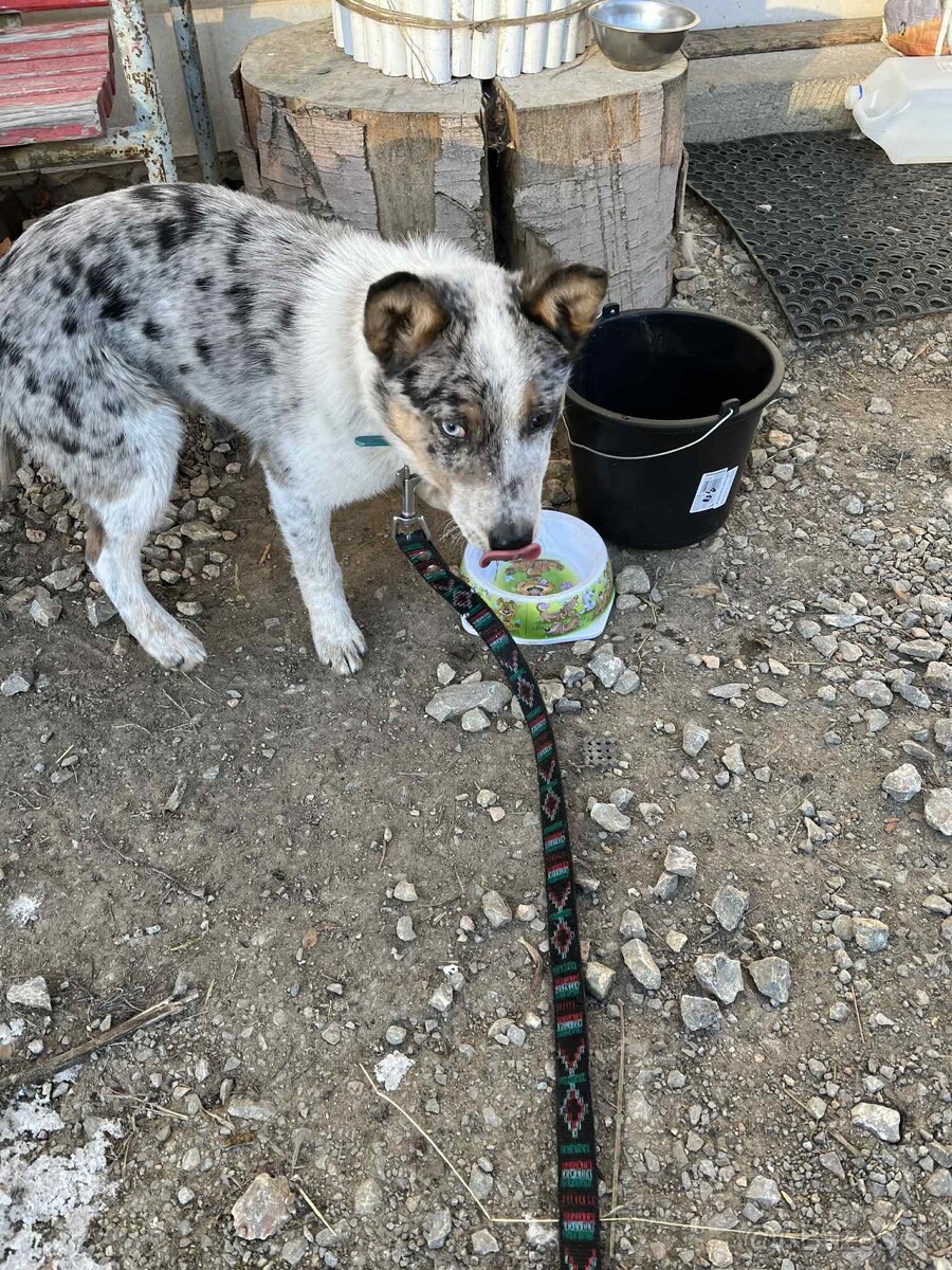 Pastierske šteniatko - 3