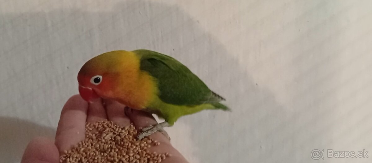 Predam agapornisy - 3