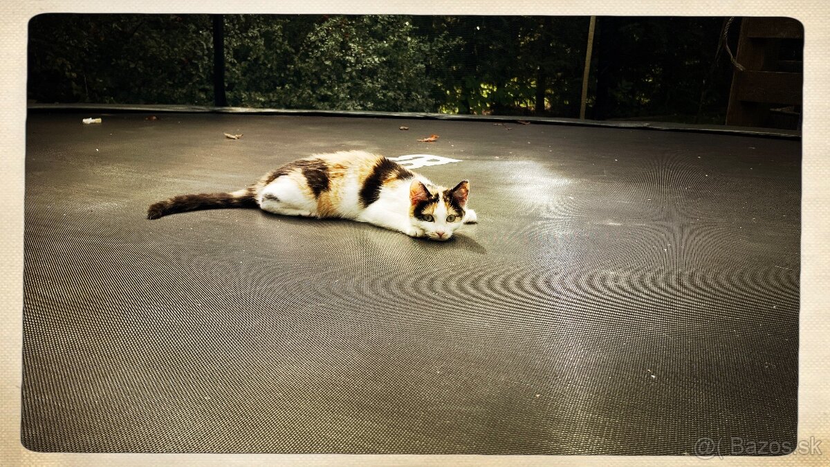 Mačiatka darujem - 3